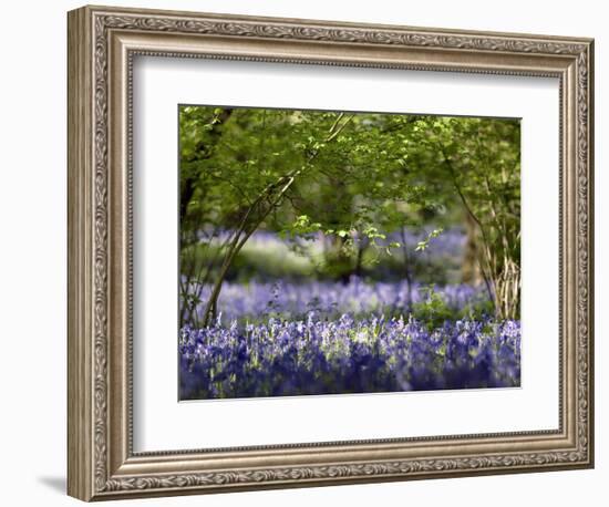 Bluebells In Woodland-Adrian Bicker-Framed Premium Photographic Print