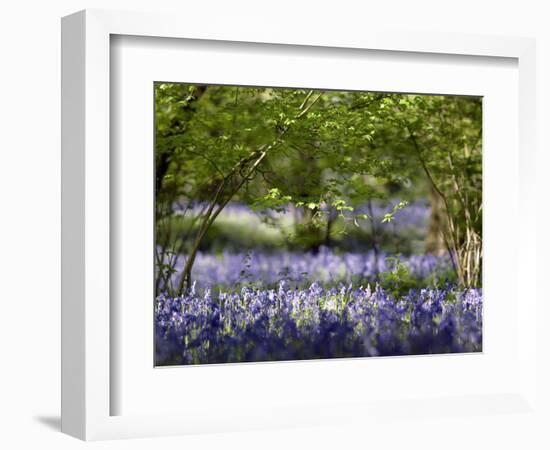 Bluebells In Woodland-Adrian Bicker-Framed Premium Photographic Print