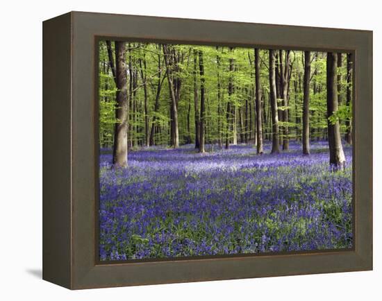 Bluebells In Woodland-Adrian Bicker-Framed Premier Image Canvas