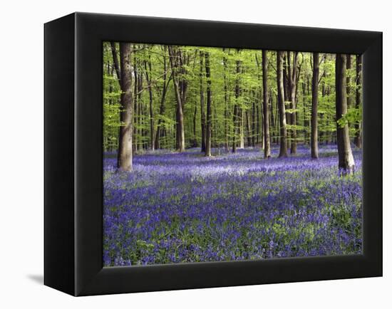 Bluebells In Woodland-Adrian Bicker-Framed Premier Image Canvas