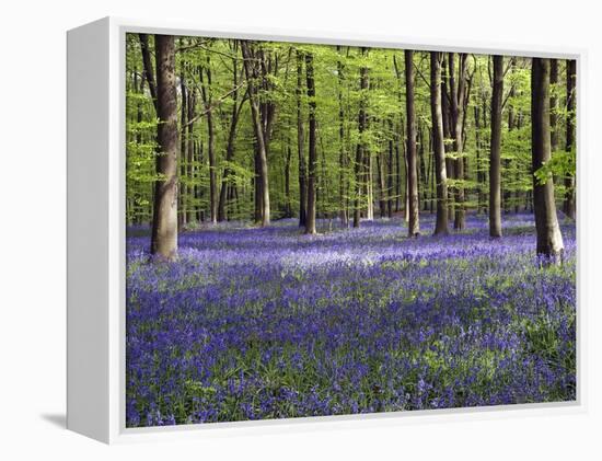 Bluebells In Woodland-Adrian Bicker-Framed Premier Image Canvas