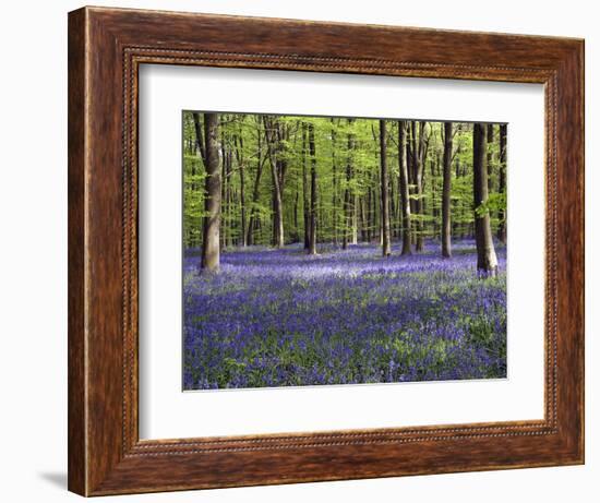 Bluebells In Woodland-Adrian Bicker-Framed Premium Photographic Print