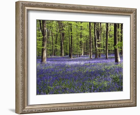 Bluebells In Woodland-Adrian Bicker-Framed Premium Photographic Print