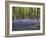 Bluebells In Woodland-Adrian Bicker-Framed Premium Photographic Print