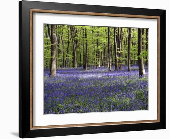 Bluebells In Woodland-Adrian Bicker-Framed Premium Photographic Print