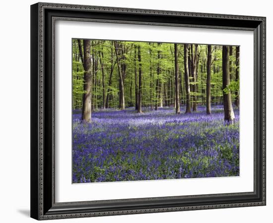 Bluebells In Woodland-Adrian Bicker-Framed Premium Photographic Print