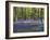 Bluebells In Woodland-Adrian Bicker-Framed Premium Photographic Print