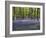 Bluebells In Woodland-Adrian Bicker-Framed Photographic Print