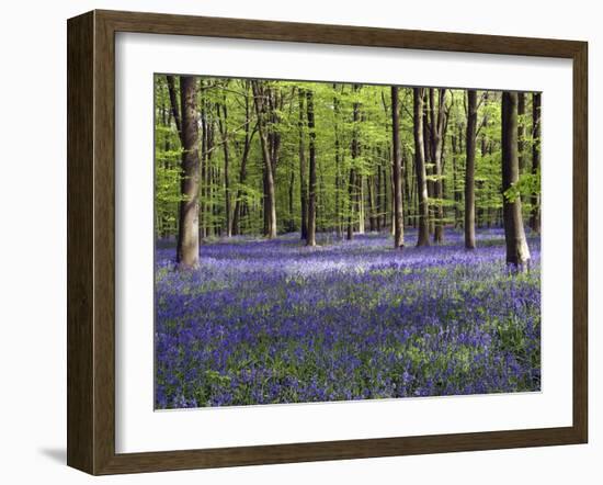 Bluebells In Woodland-Adrian Bicker-Framed Photographic Print