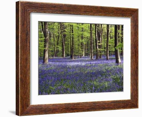 Bluebells In Woodland-Adrian Bicker-Framed Photographic Print