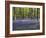 Bluebells In Woodland-Adrian Bicker-Framed Photographic Print