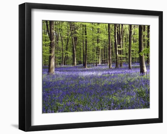 Bluebells In Woodland-Adrian Bicker-Framed Photographic Print