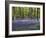 Bluebells In Woodland-Adrian Bicker-Framed Photographic Print