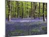 Bluebells In Woodland-Adrian Bicker-Mounted Photographic Print