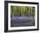 Bluebells In Woodland-Adrian Bicker-Framed Photographic Print