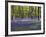 Bluebells In Woodland-Adrian Bicker-Framed Photographic Print