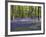 Bluebells In Woodland-Adrian Bicker-Framed Photographic Print