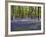 Bluebells In Woodland-Adrian Bicker-Framed Photographic Print