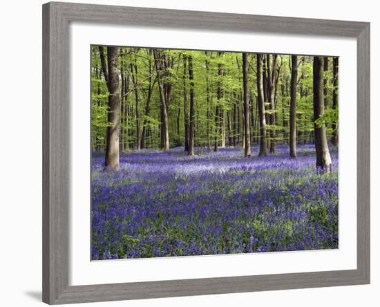 Bluebells In Woodland-Adrian Bicker-Framed Photographic Print