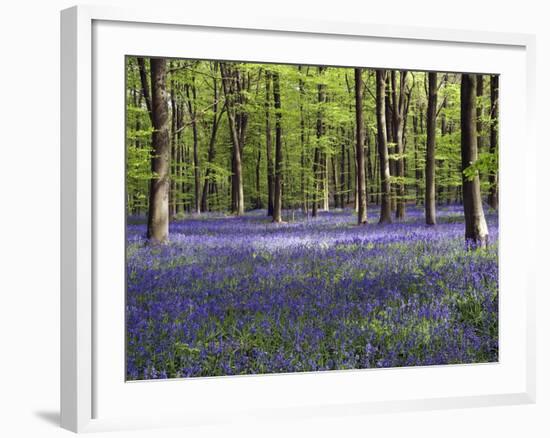 Bluebells In Woodland-Adrian Bicker-Framed Photographic Print