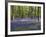 Bluebells In Woodland-Adrian Bicker-Framed Photographic Print