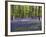 Bluebells In Woodland-Adrian Bicker-Framed Photographic Print