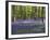 Bluebells In Woodland-Adrian Bicker-Framed Photographic Print