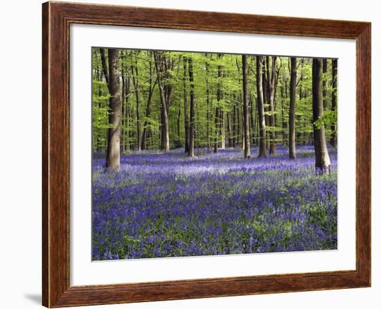 Bluebells In Woodland-Adrian Bicker-Framed Photographic Print