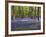 Bluebells In Woodland-Adrian Bicker-Framed Photographic Print