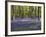 Bluebells In Woodland-Adrian Bicker-Framed Photographic Print