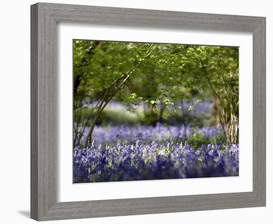 Bluebells In Woodland-Adrian Bicker-Framed Photographic Print