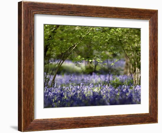 Bluebells In Woodland-Adrian Bicker-Framed Photographic Print