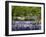 Bluebells In Woodland-Adrian Bicker-Framed Photographic Print