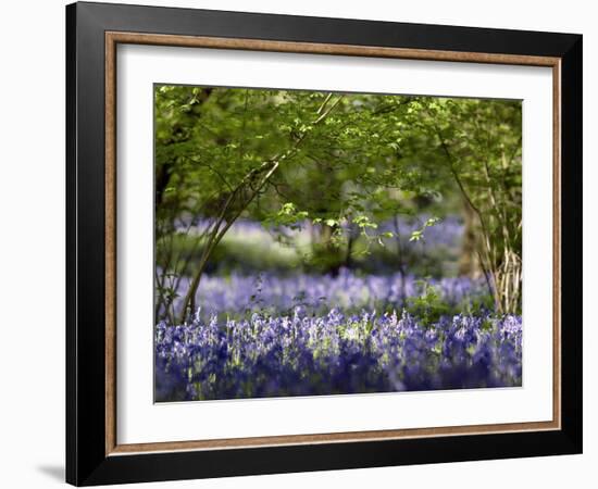 Bluebells In Woodland-Adrian Bicker-Framed Photographic Print