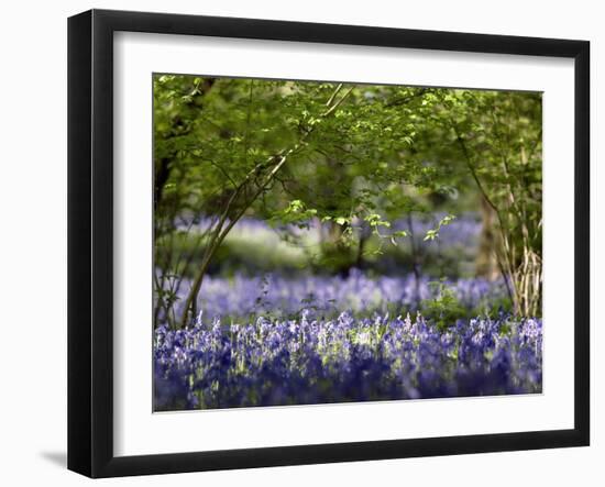 Bluebells In Woodland-Adrian Bicker-Framed Photographic Print