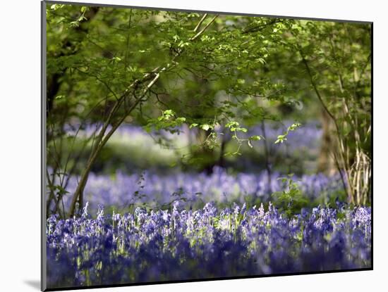 Bluebells In Woodland-Adrian Bicker-Mounted Photographic Print