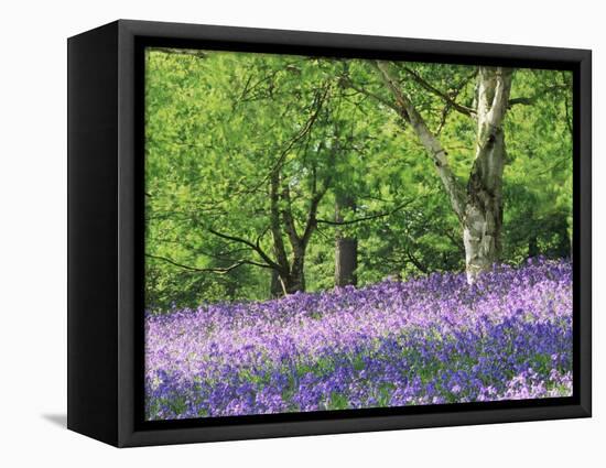 Bluebells in Woods, Springtime-Jon Arnold-Framed Premier Image Canvas