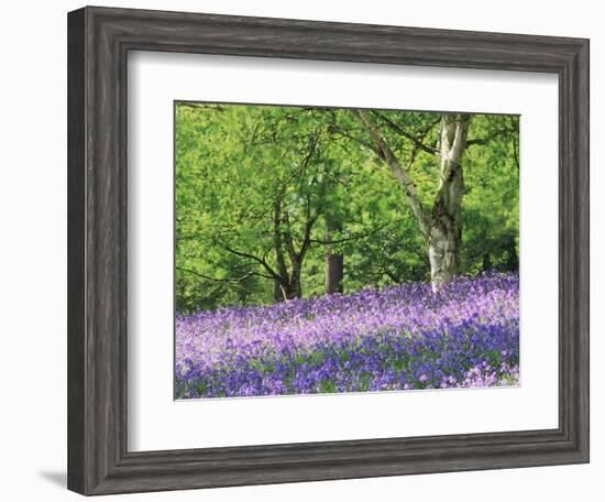 Bluebells in Woods, Springtime-Jon Arnold-Framed Photographic Print