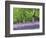 Bluebells in Woods, Springtime-Jon Arnold-Framed Photographic Print