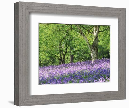 Bluebells in Woods, Springtime-Jon Arnold-Framed Photographic Print