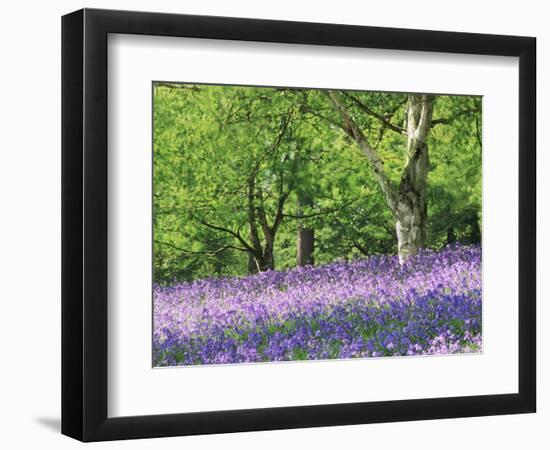 Bluebells in Woods, Springtime-Jon Arnold-Framed Photographic Print