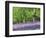 Bluebells in Woods, Springtime-Jon Arnold-Framed Photographic Print