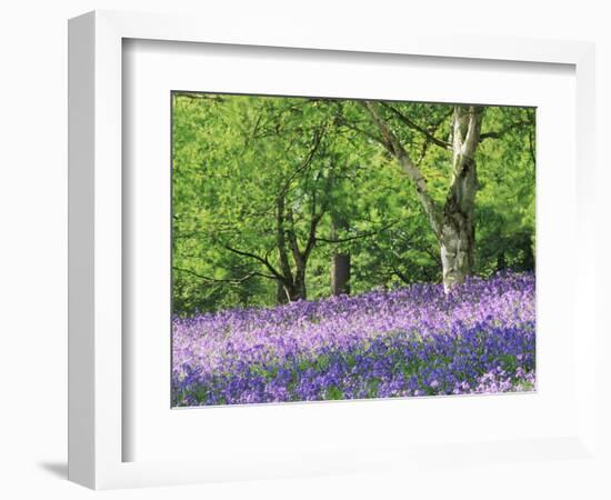 Bluebells in Woods, Springtime-Jon Arnold-Framed Photographic Print