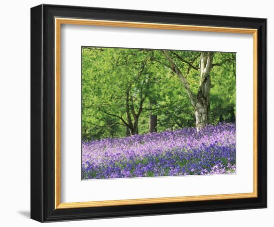 Bluebells in Woods, Springtime-Jon Arnold-Framed Photographic Print