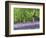 Bluebells in Woods, Springtime-Jon Arnold-Framed Photographic Print