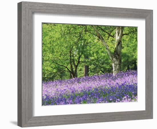 Bluebells in Woods, Springtime-Jon Arnold-Framed Photographic Print