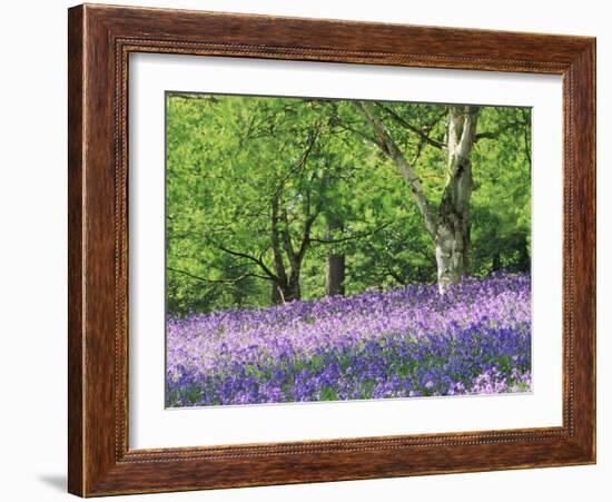 Bluebells in Woods, Springtime-Jon Arnold-Framed Photographic Print