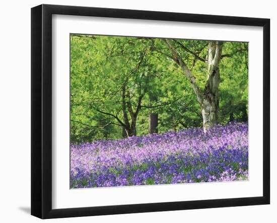 Bluebells in Woods, Springtime-Jon Arnold-Framed Photographic Print