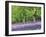 Bluebells in Woods, Springtime-Jon Arnold-Framed Photographic Print