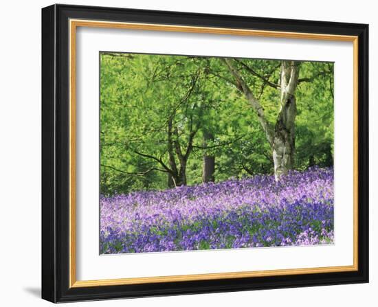 Bluebells in Woods, Springtime-Jon Arnold-Framed Photographic Print